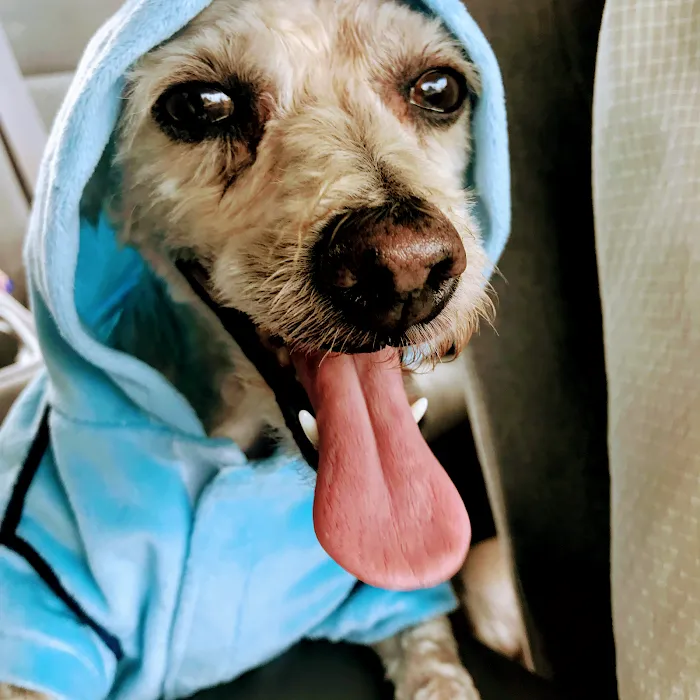 Hollywood Cat And Dog Hospital Picture 9