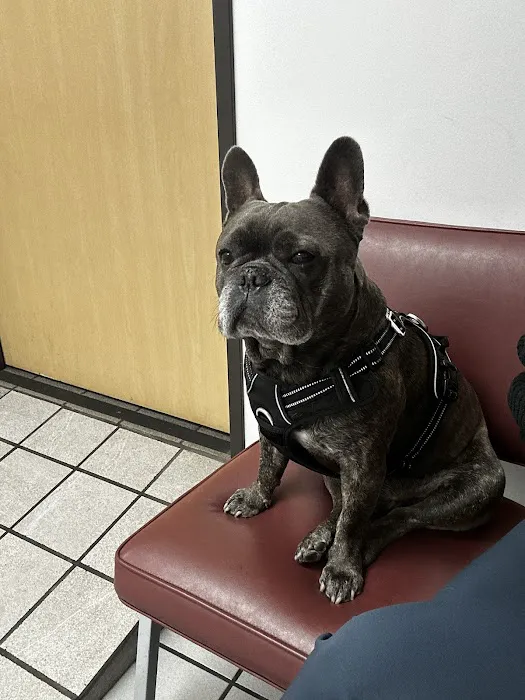 Glendale Small Animal Hospital Picture 5