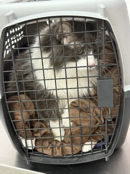 Glendale Small Animal Hospital Picture 4