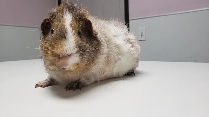 Glendale Small Animal Hospital Picture 1