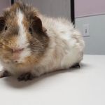 Glendale Small Animal Hospital