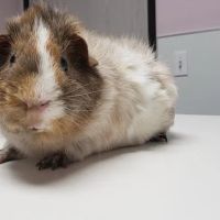 Glendale Small Animal Hospital ico