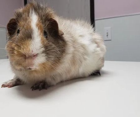 Glendale Small Animal Hospital