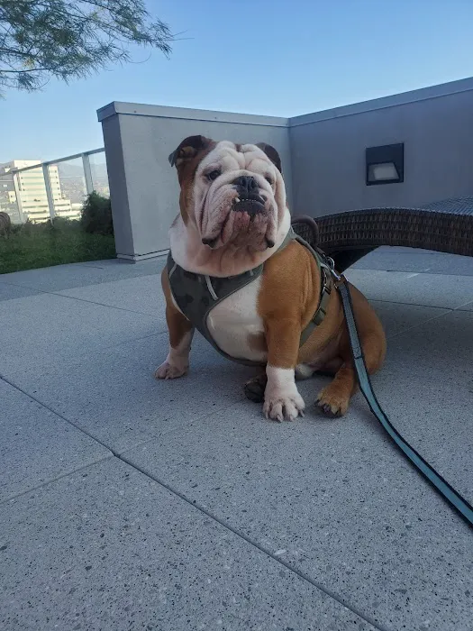 Glendale Small Animal Hospital Picture 6