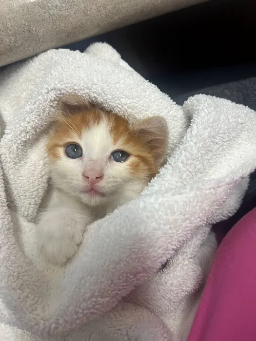 Laurel Pet Hospital Picture 6