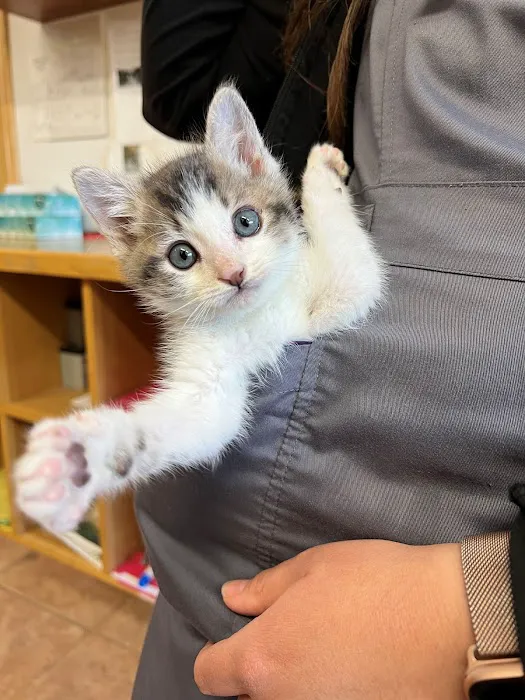 Laurel Pet Hospital Picture 5