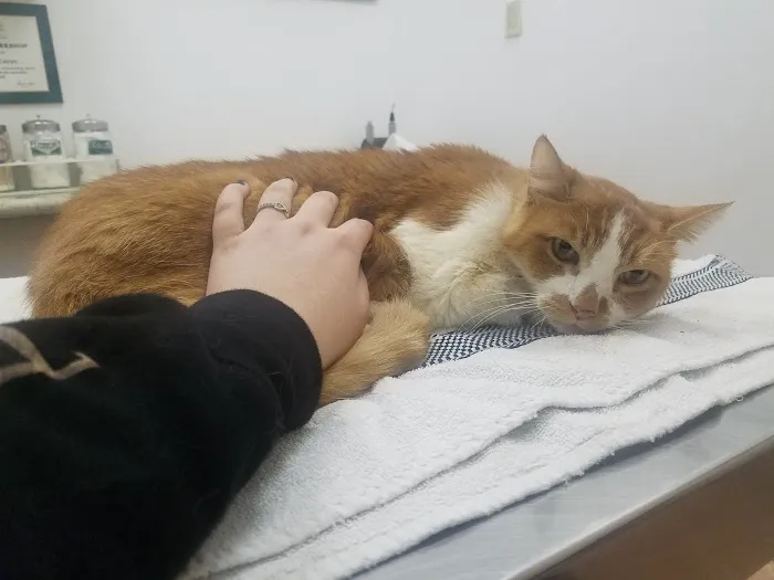 Laurel Pet Hospital: Seoud Moustafa T DVM Picture 3