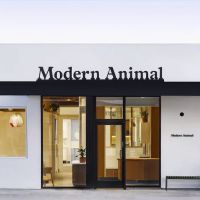 Modern Animal ico