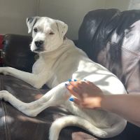 Paw Priority: Veterinary Urgent and Primary Care ico
