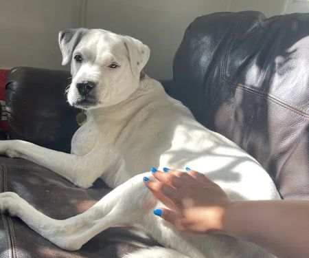 Paw Priority: Veterinary Urgent and Primary Care