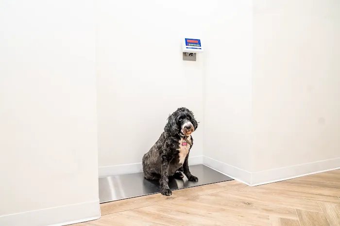 Paw Priority: Veterinary Urgent and Primary Care Picture 8