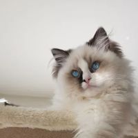 Parkview Pet Clinic, A Thrive Pet Healthcare Partner ico