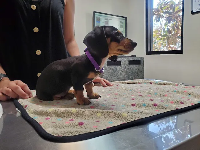Parkview Pet Clinic, A Thrive Pet Healthcare Partner Picture 4