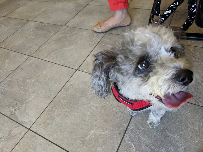 Parkview Pet Clinic, A Thrive Pet Healthcare Partner Picture 2