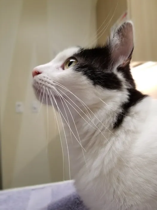 Vetco Total Care Animal Hospital Picture 8