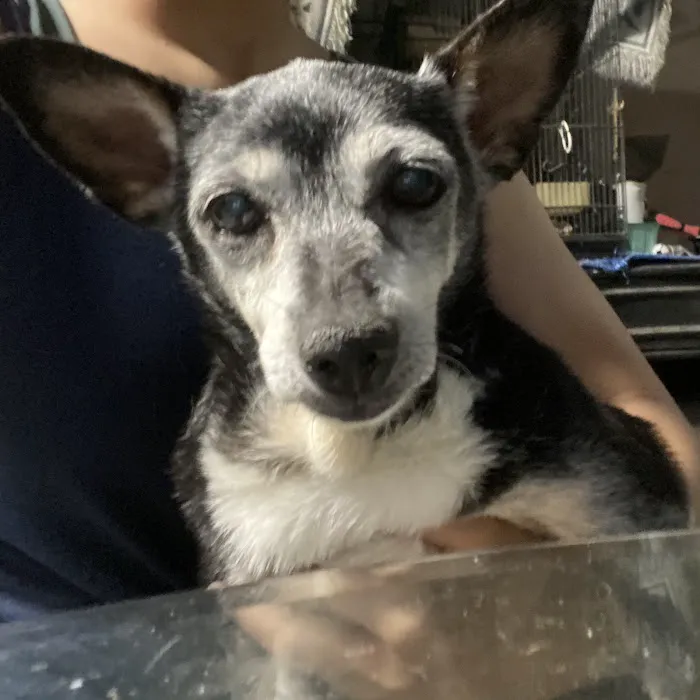 Vetco Total Care Animal Hospital Picture 6