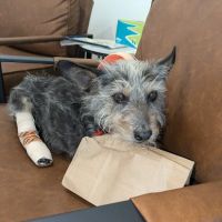 West Main Animal Hospital ico
