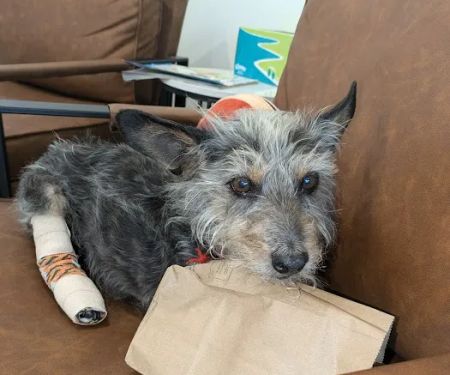 West Main Animal Hospital