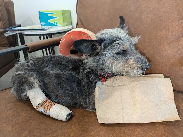 West Main Animal Hospital Picture 10