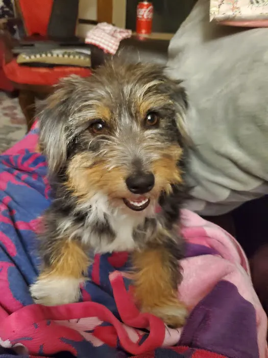 Vet Villa Animal Hospital Picture 8