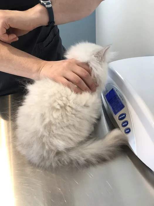 Vet Villa Animal Hospital Picture 9