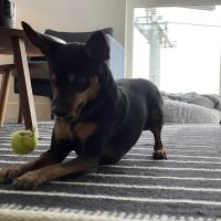 Alhambra Veterinary Hospital ico