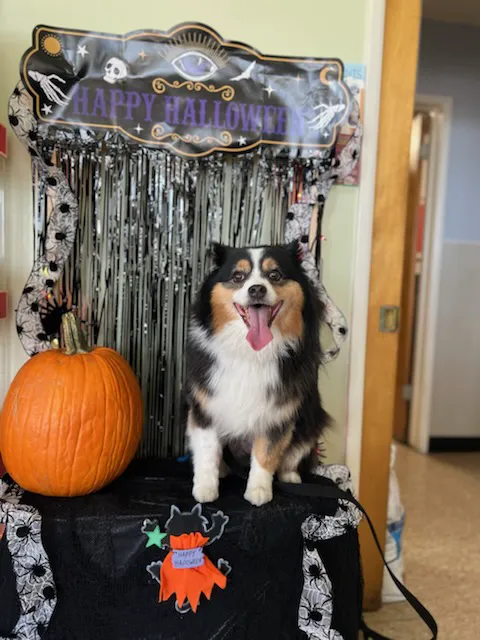 Alhambra Veterinary Hospital Picture 4