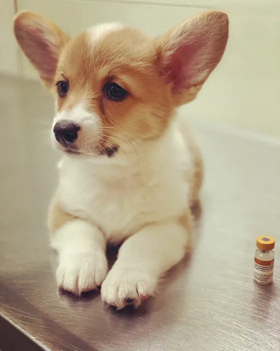 Alhambra Veterinary Hospital Picture 5