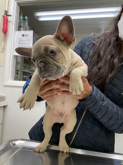 Alhambra Veterinary Hospital Picture 10