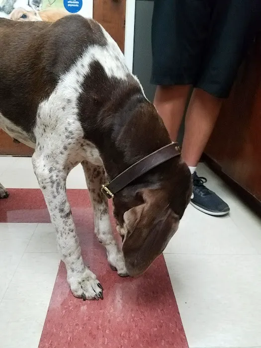 VCA Mission Animal Hospital Picture 5