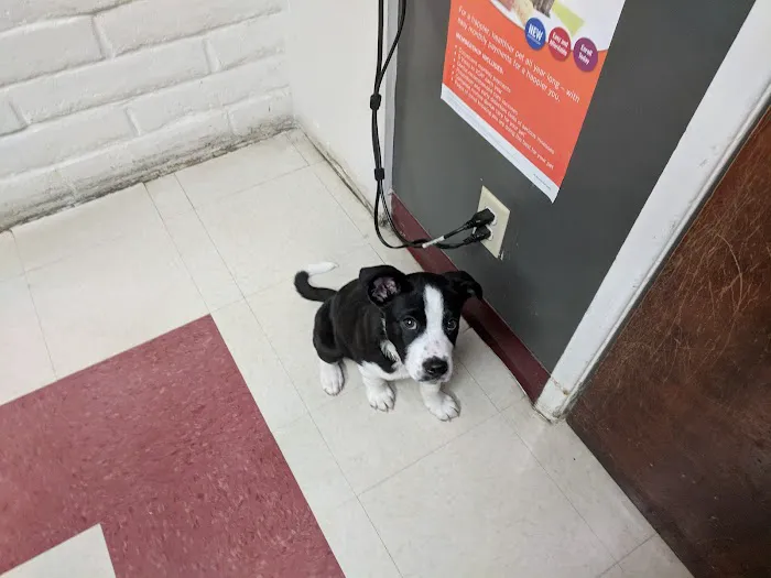 VCA Mission Animal Hospital Picture 7