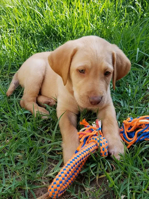 VCA Mission Animal Hospital Picture 8