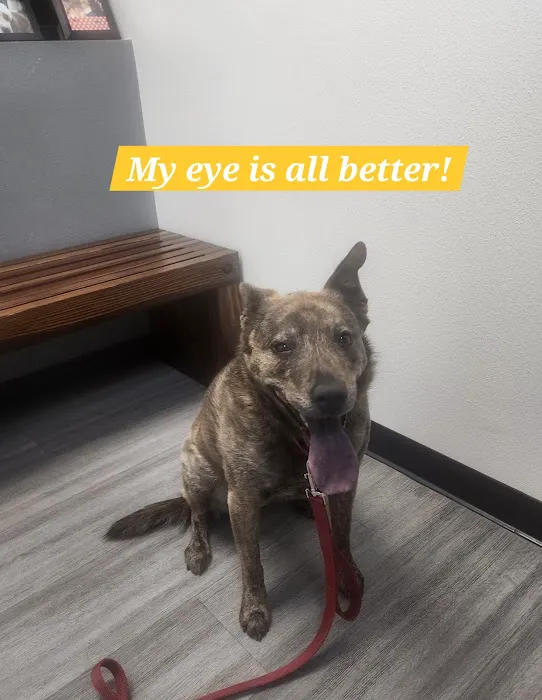 Veterinary Eye Clinic Alhambra Picture 10