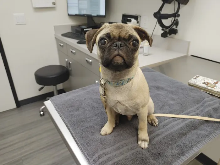 Veterinary Eye Clinic Alhambra Picture 8