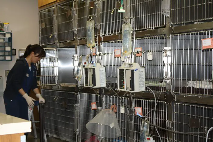 VCA Arden Animal Hospital Picture 3