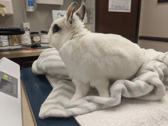 VCA Arden Animal Hospital Picture 1