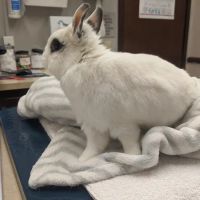 VCA Arden Animal Hospital ico