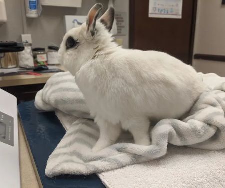 VCA Arden Animal Hospital