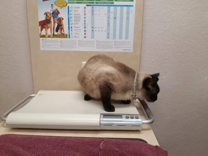VCA Arden Animal Hospital Picture 8