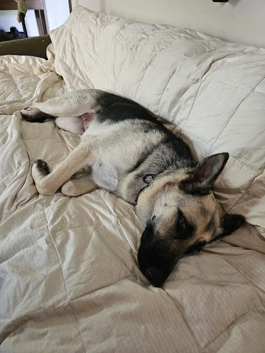 Best care pet clinic Picture 1