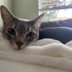 Serra Veterinary Hospital Inc.
