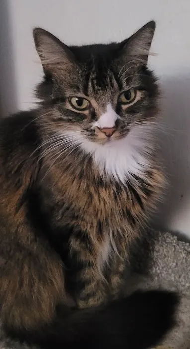 Serra Veterinary Hospital Inc. Picture 3