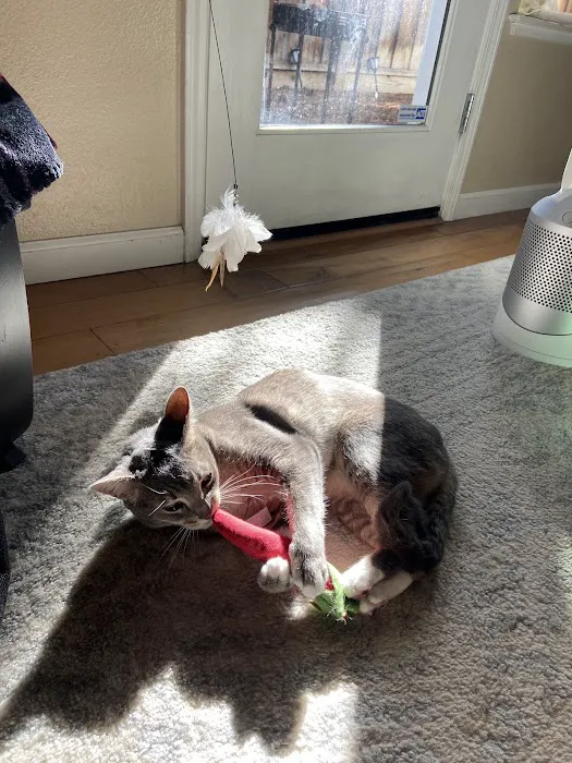 Serra Veterinary Hospital Inc. Picture 6