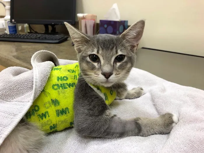 Serra Veterinary Hospital Inc. Picture 10