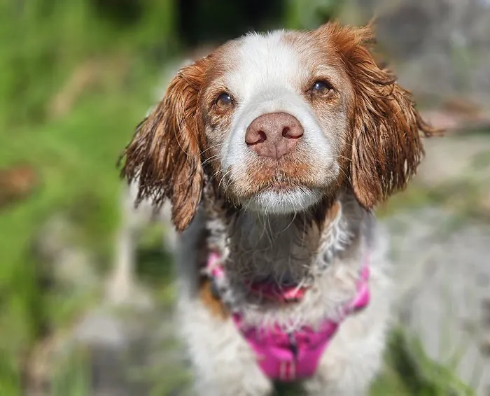Warm Springs Pet Hospital Picture 6