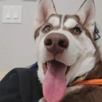 Best Friends Animal Dentistry ico