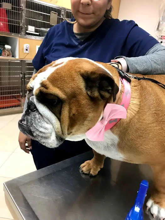 ARCHVET Animal Hospital Picture 3