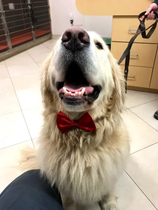 ARCHVET Animal Hospital Picture 4