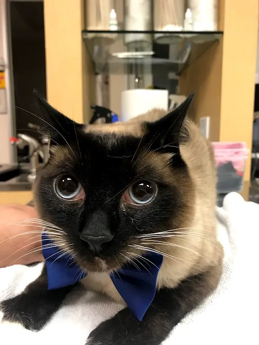 ARCHVET Animal Hospital Picture 8