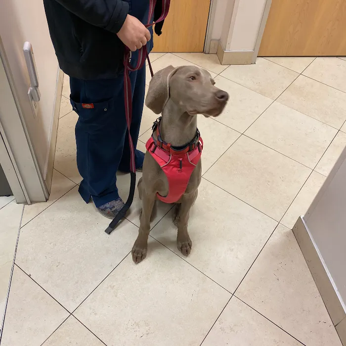ARCHVET Animal Hospital Picture 10